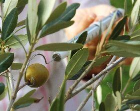 Pesola Spring Scale measuring the resistance of an olive on a tree