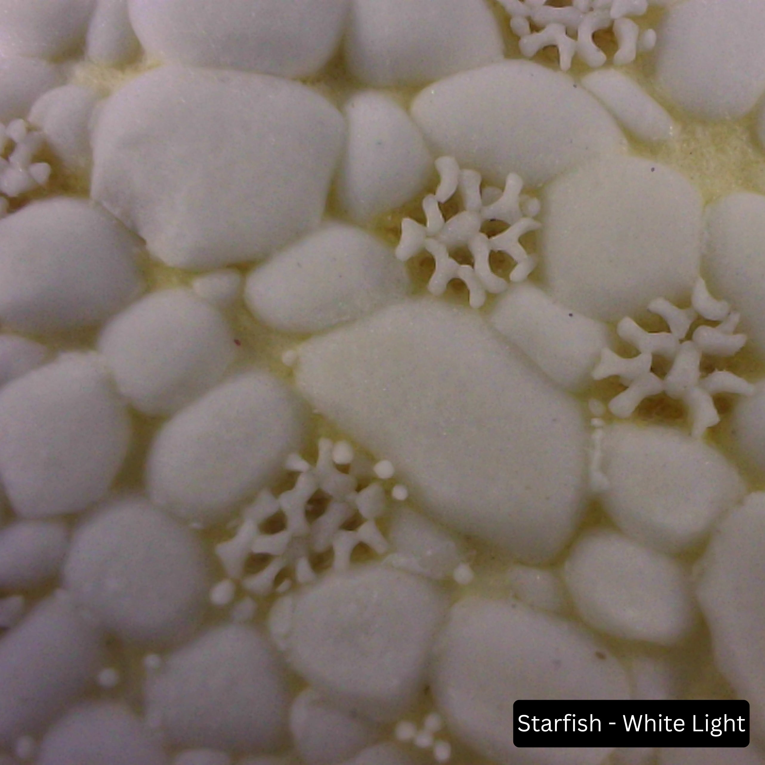 Prospectors Digital Hand Lens - Starfish White Light