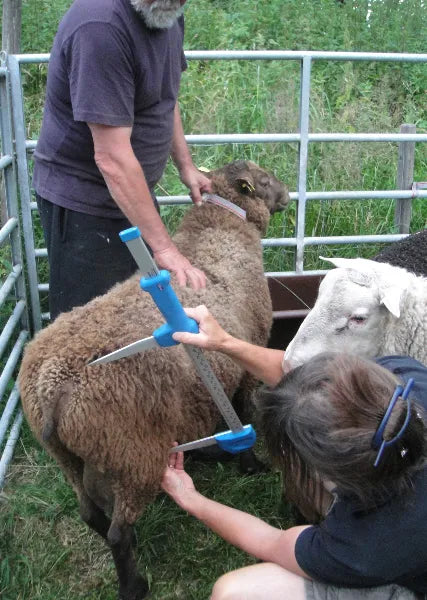 Haglof Sweden Mantax Blue Caliper - Measuring Livestock