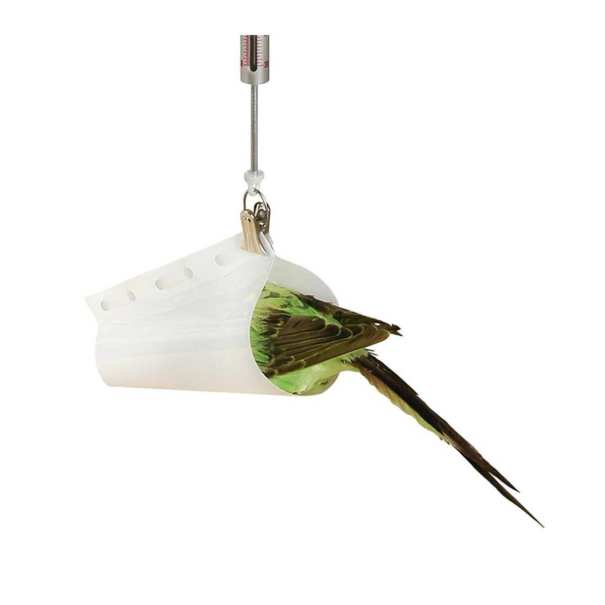 A white plastic hanging container holding a  greenish-brown bird