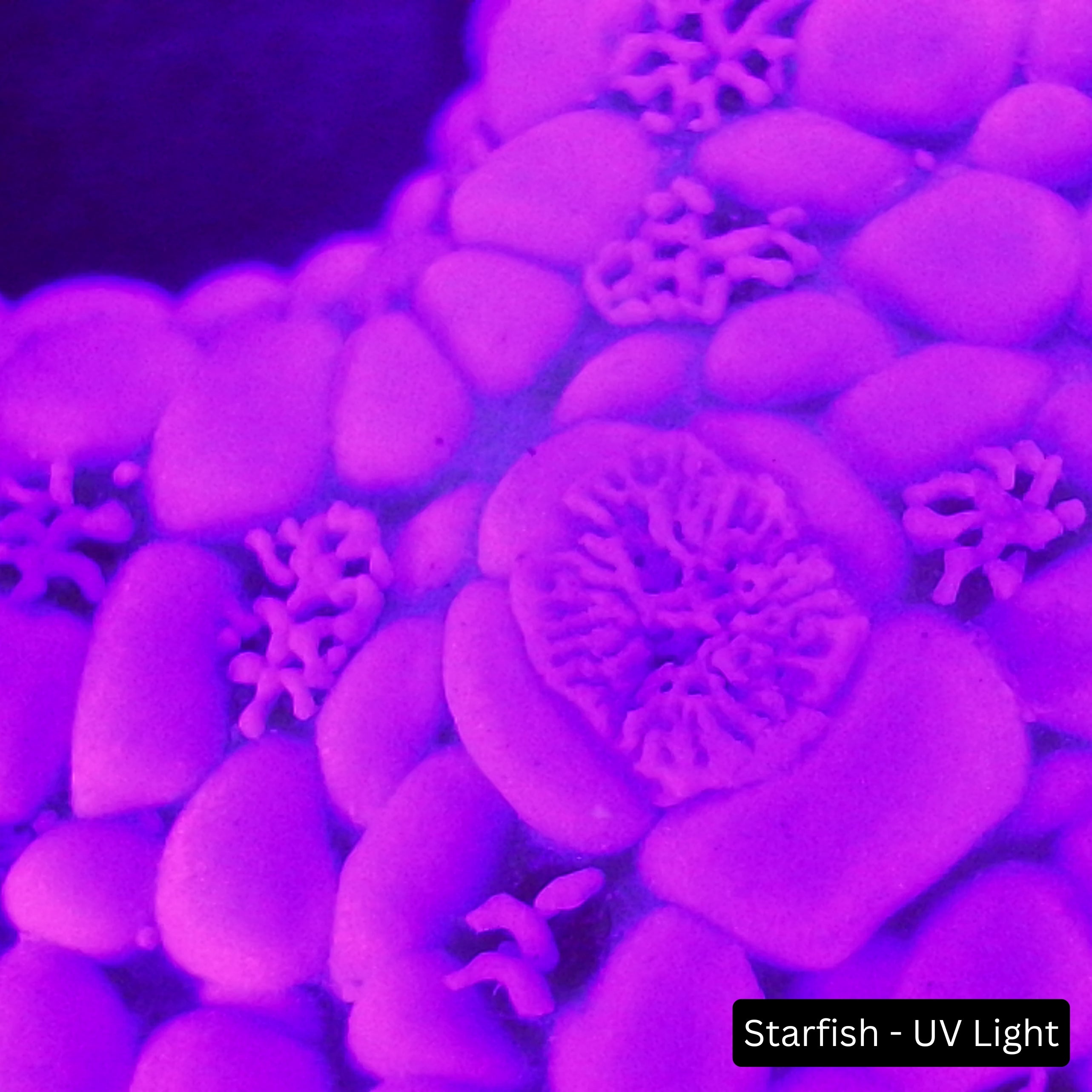 Prospectors Digital Hand Lens - Starfish UV Light