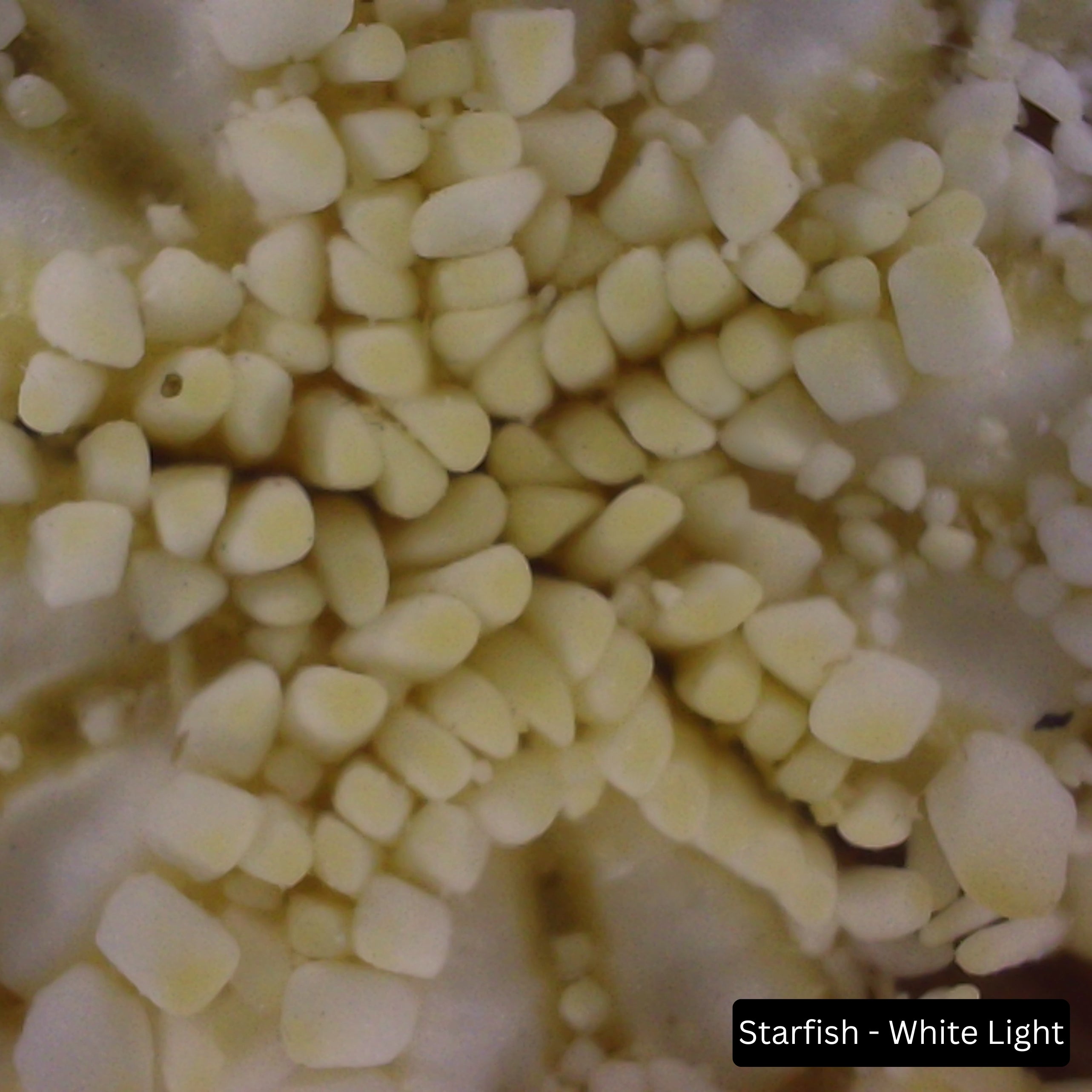Prospectors Digital Hand Lens - Starfish with White Light